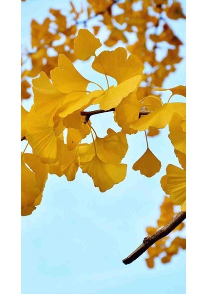 2 Adet Mabet Ağacı (Ginkgo Biloba): Peyzaj, Fidan ve Bahçeniz Için Eşsiz Bir Yaşam Gücü