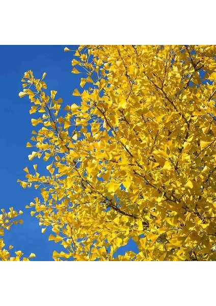 2 Adet Mabet Ağacı (Ginkgo Biloba): Peyzaj, Fidan ve Bahçeniz Için Eşsiz Bir Yaşam Gücü