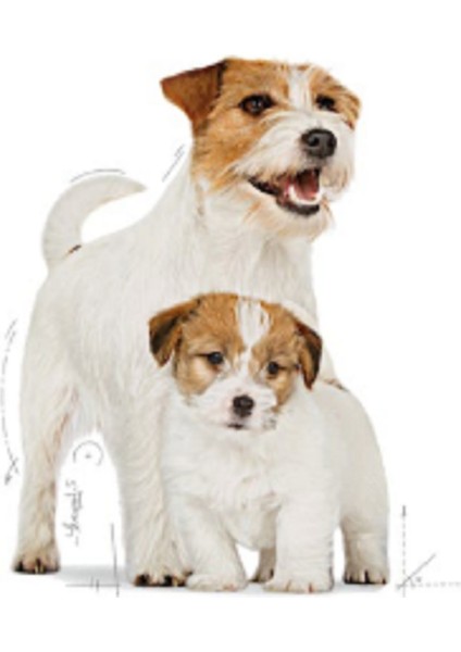 Mini Starter Mother & Babydog Kuru Köpek Maması 4 kg