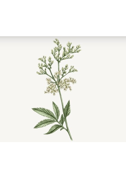Reine Blanche Aydınlatıcı Köpük Temizleyici 150 ml