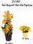 Sarı Renk Begonvil Çiçeği +Sarı Çalı Papatyası Çiçeği 2li Set Dış Mekan Bitkisi (Begonvillia Daisy) 1