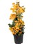 Sarı Renk Begonvil Çiçeği +Sarı Çalı Papatyası Çiçeği 2li Set Dış Mekan Bitkisi (Begonvillia Daisy) 2