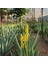 Aloe Vera Barbadensis Stocton 60 - 70 Cm  4 Yaşında Saksısız Fidan 1