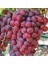 Tüplü Red Flame Seedless Çekirdeksiz Üzüm (Asma-Bağ) Fidanı 1