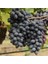 Nadir Çeşit Tüplü Grenache Üzüm Fidanı 1