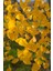 Mabet Ağacı [ginkgo Biloba] Fidanı 15 25 cm Boy - 2 Yaş 2