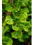 Mabet Ağacı [ginkgo Biloba] Fidanı 15 25 cm Boy - 2 Yaş 3