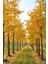 Mabet Ağacı [ginkgo Biloba] Fidanı 15 25 cm Boy - 2 Yaş 5