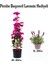 Serada Decor Plant Pembe Renk Begonvil ÇIÇEĞI(40-80CM) Mor Lavanta Fidanı Hediyeli Bahçe Bitkisi 1