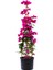 Serada Decor Plant Pembe Renk Begonvil ÇIÇEĞI(40-80CM) Mor Lavanta Fidanı Hediyeli Bahçe Bitkisi 2