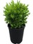 Serada Decor Plant Limon ÇAMI(SERVI)(30-50CM)+ Çalı ŞIMŞIRI(30-40CM) 2 'li Set Saksılı Dış Mekan Bitkisi 3