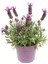 Serada Decor Plant Pembe Renk Begonvil ÇIÇEĞI(40-80CM) Mor Lavanta Fidanı Hediyeli Bahçe Bitkisi 3