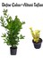 Defne Çalısı FIDANI(40-60CM)+ALTUNI TAFLAN(30-40CM) 2'li Set Saksılı Bahçe Bitkisi 1