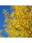 2 Adet Mabet Ağacı (Ginkgo Biloba): Peyzaj, Fidan ve Bahçeniz Için Eşsiz Bir Yaşam Gücü 4