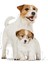 Mini Starter Mother & Babydog Kuru Köpek Maması 4 kg 2