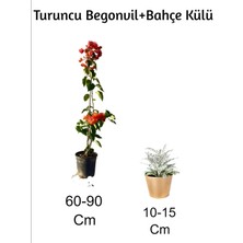 Bitkim Sende Turuncu Begonvil+ Bahçe Külü 2'li Set Dış Mekan Bitkisi (Begonvillia)