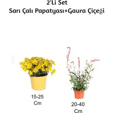 Serada Decor Plant Sarı Çalı Papatyası+ Gaura Çiçeği 2'li Set Dış Mekan Bitkisi