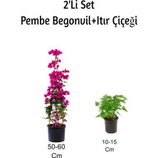 Bitkim Sende Pembe Begonvil+ Itır Çiçeği (Gül Damlası) 2'li Set Dış Mekan Bitkisi