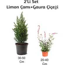 Serada Decor Plant Limon Çamı+ Gaura Çiçeği 2'li Set Dış Mekan Bitkisi