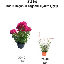 Bitkim Sende Pembe Bodur Begonvil+ Gaura Çiçeği 2'li Set Dış Mekan Bitkisi (Begonvillia)