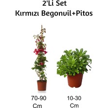 Bitkim Sende Kırmızı Begonvil+Pitos 2'li Set Dış Mekan Bitkisi (Begonvillia)