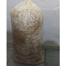 Arnego Hk 35 Istiridye Mantar Tohumu