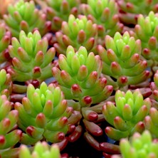 TNC Garden Groups Sedum Rubrotinctum – Jelibon Sukulent  90 Adet