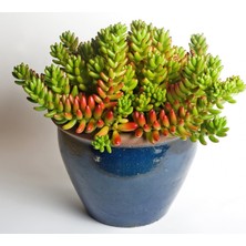 TNC Garden Groups Sedum Rubrotinctum – Jelibon Sukulent  90 Adet