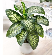 TNC Garden Groups Difenbahya - Tropik 60-80 cm 2 Adet