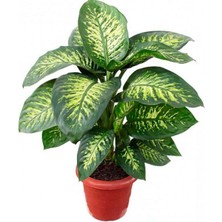 TNC Garden Groups Difenbahya - Tropik 60-80 cm 2 Adet