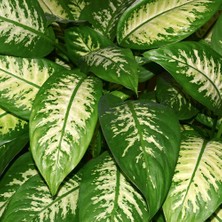 TNC Garden Groups Difenbahya - Tropik 60-80 cm 2 Adet