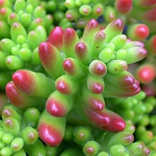 TNC Garden Groups Sedum Rubrotinctum – Jelibon Sukulent  45 Adet