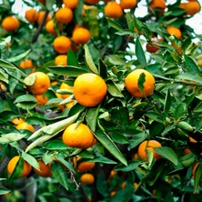 TNC Garden Groups Satsuma Mandalina Fidanı  2  Adet 3 Yaş Tüplü ve  Aşılı