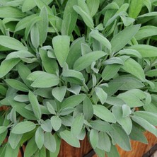 TNC Garden Groups Adaçayı – Salvia Officinalis – Tıbbi Adaçayı 40 Adet