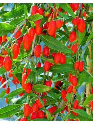 Doğaşık Gojiberry Fidanı Doğanın Mucizesi Gojiberry'yi Bahçenize Taşıyın Lycium Barbarum 3 ADET