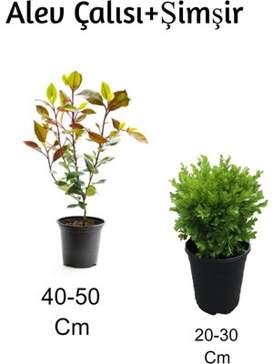 Serada Decor Plant Alev Çalısı+ Şimşir 2'li Set Dış Mekan Bitkisi