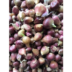 Karahasanoğlu Tarım TEK DİŞ MÜRDÜK SARIMSAĞI TOHUMU (ARPACIK) 50 GR ORT 150 AD TOHUM