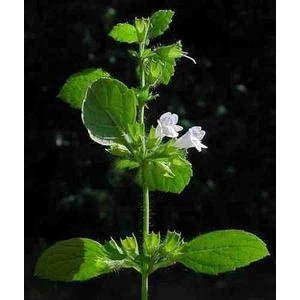 2 Adet Melisa Çiçeği Fidanı - Her Bahçeye Uygun Bir Bitki