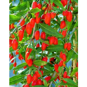 Gojiberry Fidanı Doğanın Mucizesi Gojiberry'yi Bahçenize Taşıyın Lycium Barbarum 3 ADET