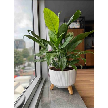Elif Plastik Tsdinç Store Lüx Ayaklı Nostaji Saksı No:2 Fiyatı