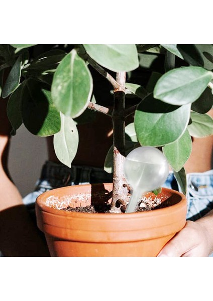 20 Adet Bitki Sulama Ampulleri Şeffaf Kendiliğinden Sulanan Küreler Houseplant (Yurt Dışından) fırsatları