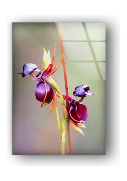 Mor Orkide Temperli Cam Duvar Tablosu modelleri