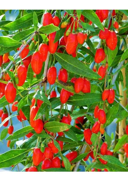 Gojiberry Fidanı Doğanın Mucizesi Gojiberry'yi Bahçenize Taşıyın Lycium Barbarum 3 ADET