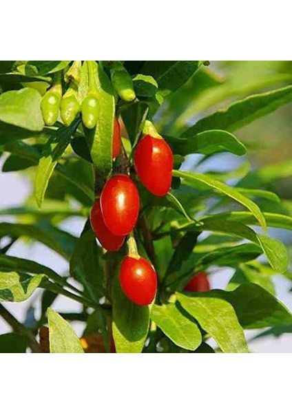 Gojiberry Fidanı Doğanın Mucizesi Gojiberry'yi Bahçenize Taşıyın Lycium Barbarum 3 ADET