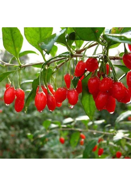 Gojiberry Fidanı Doğanın Mucizesi Gojiberry'yi Bahçenize Taşıyın Lycium Barbarum 3 ADET