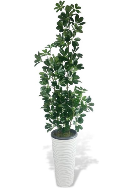 Yapay Ağaç Şeflera 3 Gövdeli 195X60CM Beyaz Kumsal Vazoda Salon Çiçeği