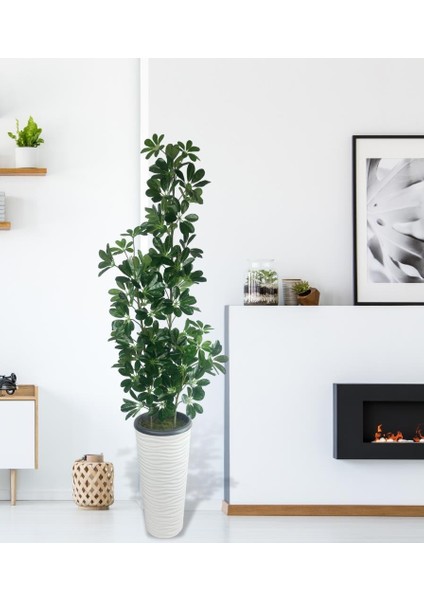 Yapay Ağaç Şeflera 3 Gövdeli 195X60CM Beyaz Kumsal Vazoda Salon Çiçeği indirimleri