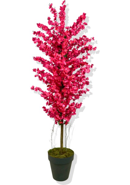 Fuşya Bahar Dalı 160 cm Üretim Saksısı