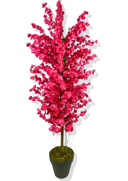 Fuşya Bahar Dalı 160 cm Üretim Saksısı