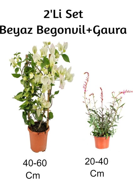 Beyaz Begonvil+ Gaura 2'li Set Dış Mekan Bitkisi (Begonvillia)